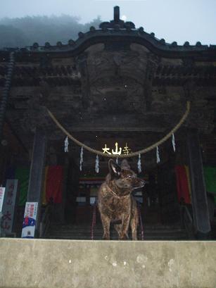 大山寺の狛犬