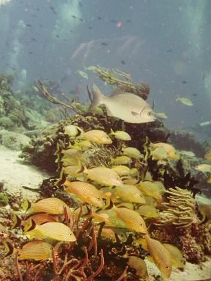 カリブの魚