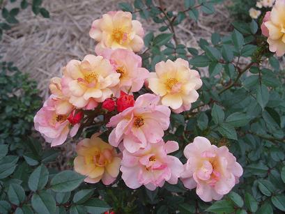 インクの薔薇