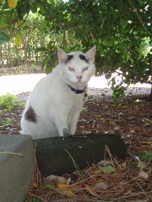 森戸神社の猫