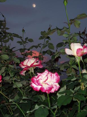 月と薔薇