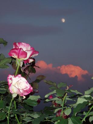 月と薔薇と夕焼け雲