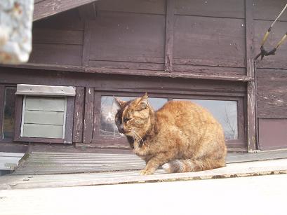 猫の心霊写真？