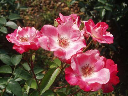 花霞