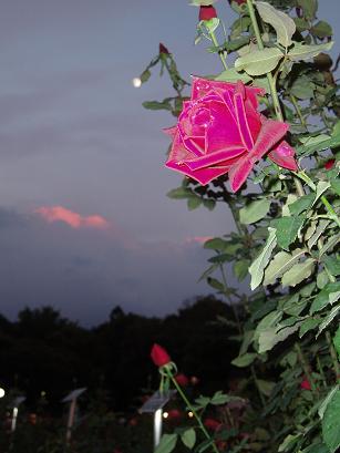 月と薔薇と夕焼け雲