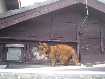 ハナちゃんと三毛ちゃん