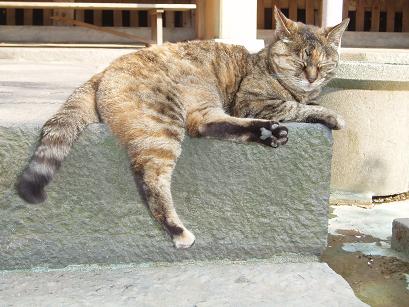 スフィンクス猫