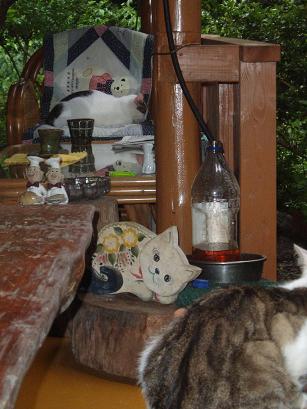 猫の喫茶店