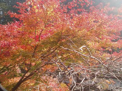 紅葉