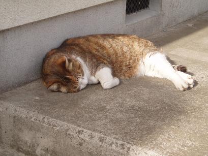 熟睡ネコ
