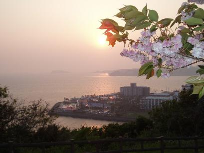 桜と夕日