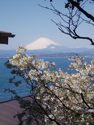 富士と桜