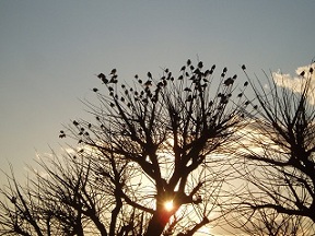 雀の木