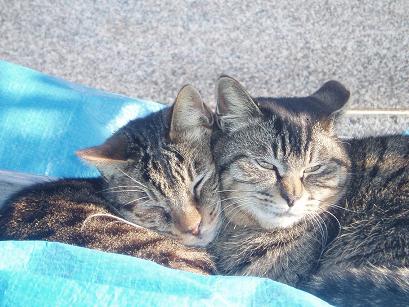 ラブラブ猫ちゃん1