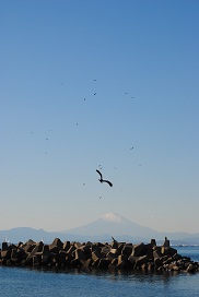 トンビの乱舞と富士山