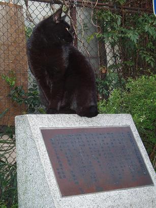 黒ちゃん