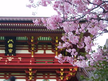 河津桜