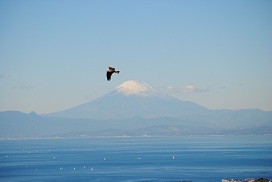 トンビと富士