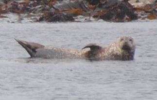 seal