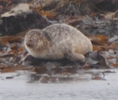 seal