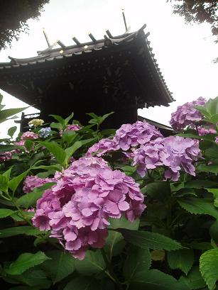 白山神社と紫陽花