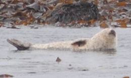 seal