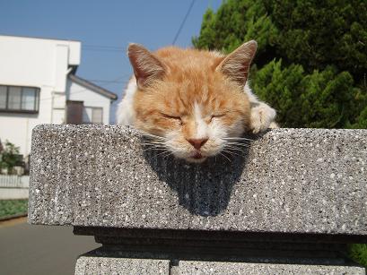 門番猫