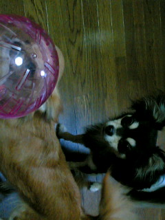 ララ＆キキ＆ほたて