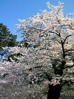 お花見