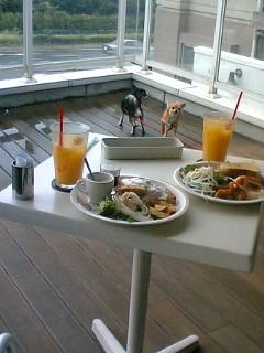ドッグカフｪ.jpg