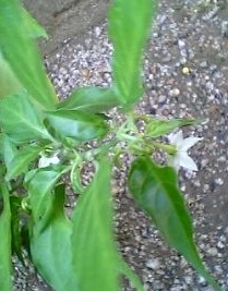 花＊＊