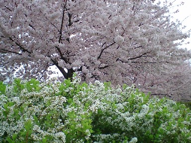 ゆきやなぎと桜