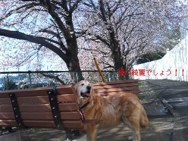 団地の桜4/7