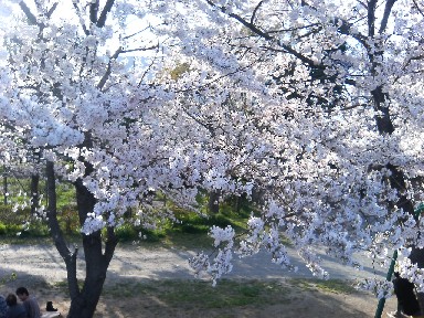 公園の桜4/7