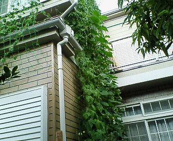 ゴ－ヤ1