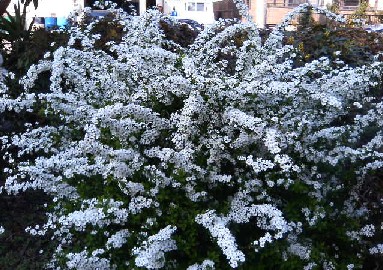 雪柳