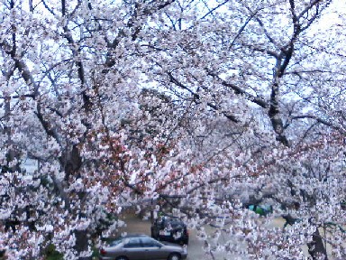 公園の桜