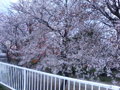 公園の桜