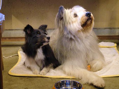 ２．ケーズで打ち上げ　レオ君ヤンちゃん