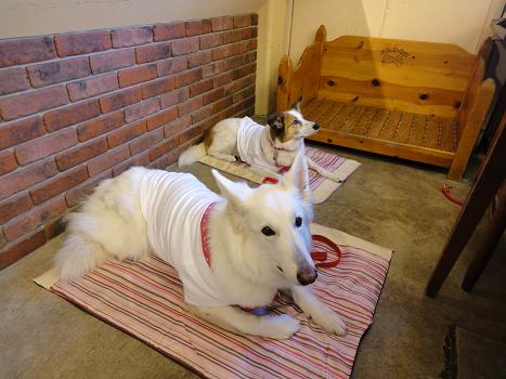 ３．ケーズで打ち上げ　アルネちゃんコロンちゃん