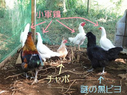 ５．１０月Ｋちゃんの日　鶏