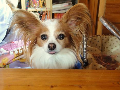 ６．６月陽だまり