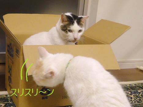 ２．箱が好きですニャ♪