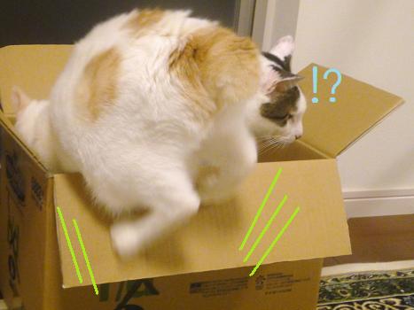 ３．箱が好きですニャ♪