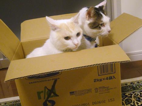 ４．箱が好きですニャ♪
