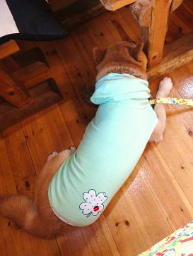 １１．６月陽だまり