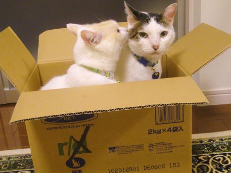 ５．箱が好きですニャ♪