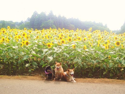 ヒマワリ畑で