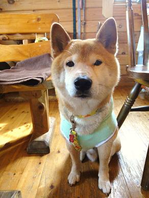 １６．６月陽だまり