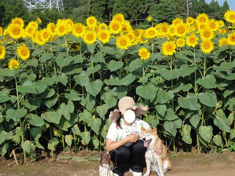 ２．ヒマワリ畑